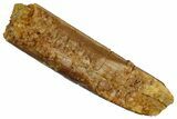 Fossil Sauropod Dinosaur (Rebbachisaurus) Tooth - Morocco #332462-1